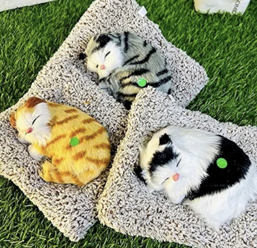 Cute Cat